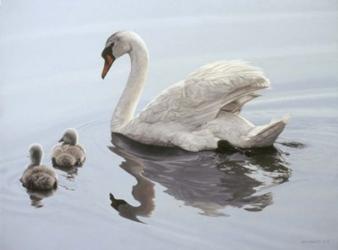 Mute Swan And Two Cygnets | Obraz na stenu