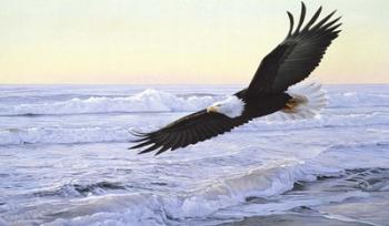 Ocean Dawn- Eagle | Obraz na stenu