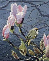 Kinglet And Magnolia | Obraz na stenu