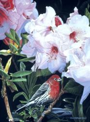 Housefinch And Rhododendron | Obraz na stenu