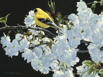 Goldfinch And Blossoms | Obraz na stenu