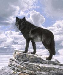 Black Wolf On Skyline | Obraz na stenu