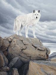 White Wolf | Obraz na stenu