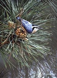 Nuthatch On Pine Cone | Obraz na stenu