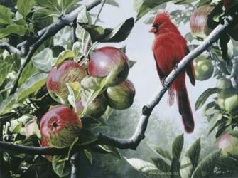 Cardinal And Apples | Obraz na stenu