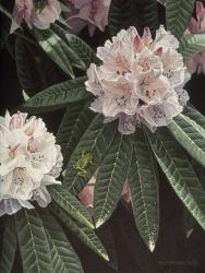 Rhododendron | Obraz na stenu