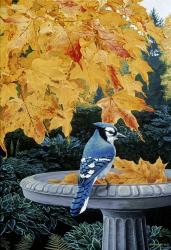 Autumn Birdbath | Obraz na stenu