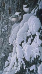 Chickadees In Snow | Obraz na stenu