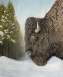 Lone Buffalo | Obraz na stenu