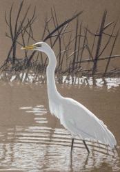 Great Egret | Obraz na stenu