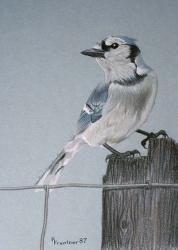 Bird On A Post | Obraz na stenu