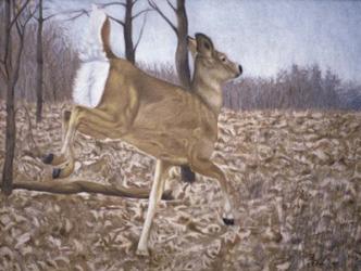 White-Tailed Deer | Obraz na stenu