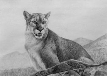 Cougar Study | Obraz na stenu
