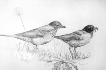 Two Bird Study | Obraz na stenu
