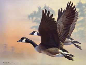 Canada Geese | Obraz na stenu
