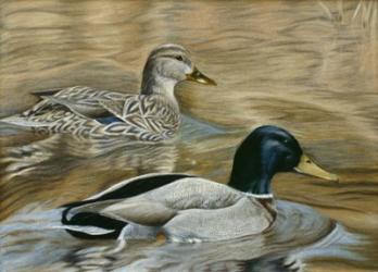 Mallard Study | Obraz na stenu