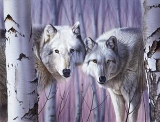 White Wolves By Birch | Obraz na stenu