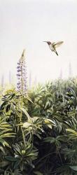 Hummingbird 2 | Obraz na stenu