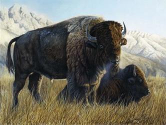 Resting Buffalo | Obraz na stenu
