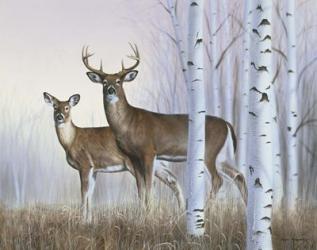 Deer In Birch Woods | Obraz na stenu