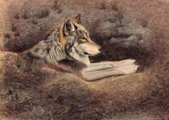 Mexican Wolf | Obraz na stenu