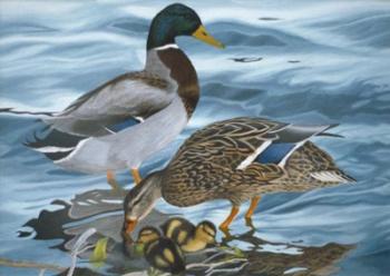 Mallard Family | Obraz na stenu