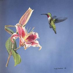 Hummingbird And Lily | Obraz na stenu