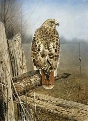 Red Tailed Hawk | Obraz na stenu