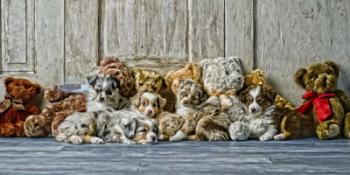 Sleeping Puppies | Obraz na stenu