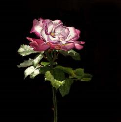 Evening Rose | Obraz na stenu