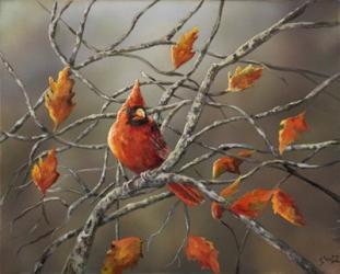 Fall Cardinal | Obraz na stenu