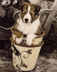 Potted Pup | Obraz na stenu