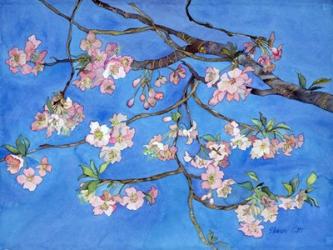 Cherry Blossoms | Obraz na stenu