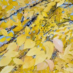 Golden Leaves | Obraz na stenu