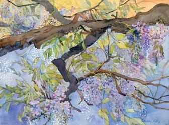 Wisteria, Van Vleck | Obraz na stenu