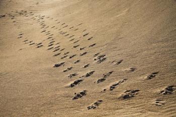 Crossing Paths | Obraz na stenu