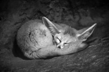 Fennec Fox | Obraz na stenu