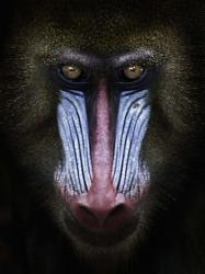 Mandrill | Obraz na stenu