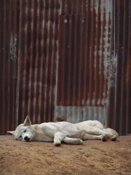 White Dingo | Obraz na stenu