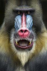 Mandrill 2 | Obraz na stenu