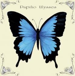 Butterfly Blue Papilio Ulysses | Obraz na stenu
