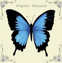 Butterfly Blue Papilio Ulysses | Obraz na stenu