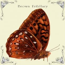 Butterfly Brown Fritillary | Obraz na stenu