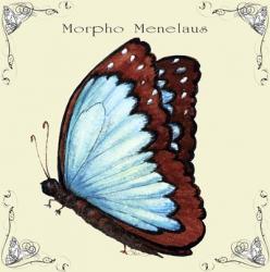 Butterfly Morpho Menelaus | Obraz na stenu