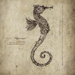 Seahorse | Obraz na stenu