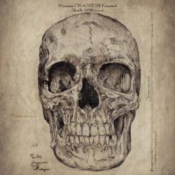 Cranium III | Obraz na stenu