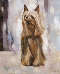 Silky Terrier I | Obraz na stenu