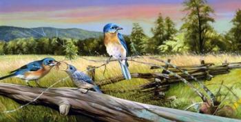 Bluebird Meadow | Obraz na stenu