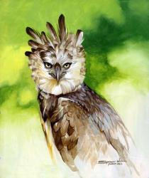Harpy Eagle | Obraz na stenu