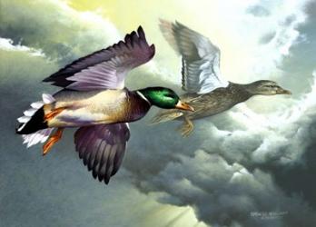 Mallards In Flight | Obraz na stenu